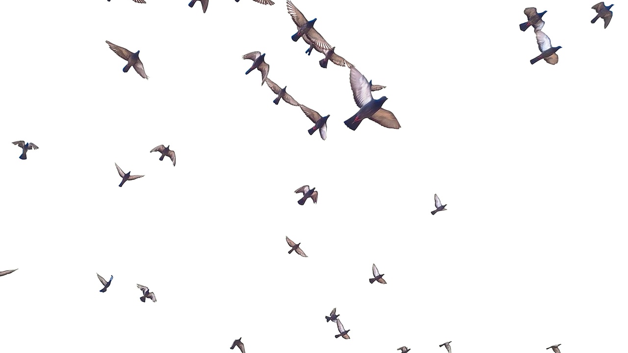 Map visualization of major bird migration flyways with birds flying along routes.