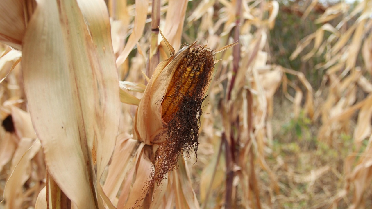 Crop fields damaged by invasive pests and farmworker inspecting plants