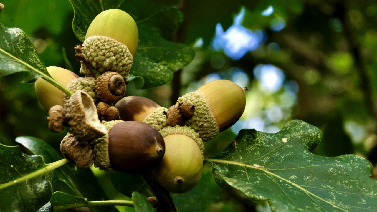 Farmer selling diverse agroforestry products at a market, showing income benefits