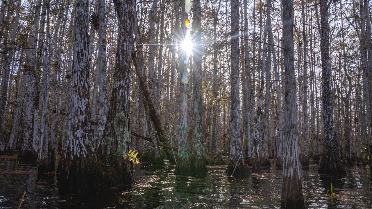 Community mangrove planting event supporting local livelihoods and tourism
