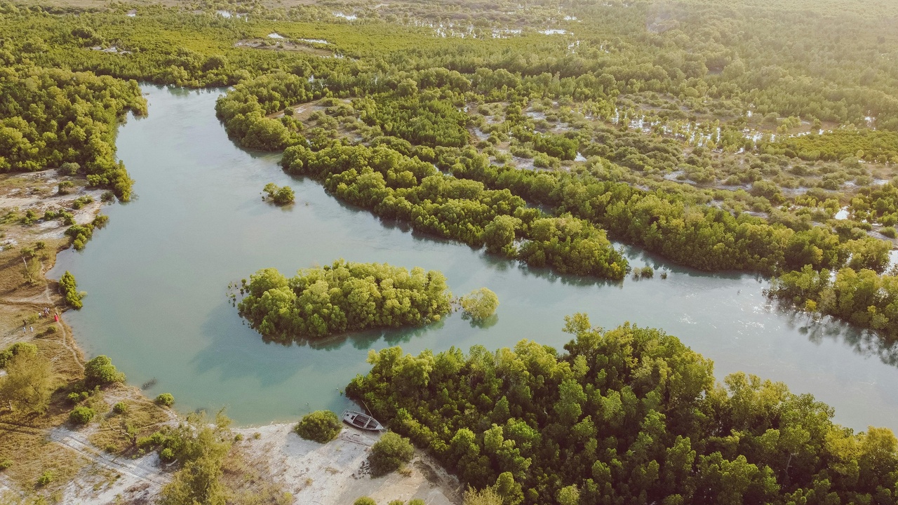 Mangrove forest with diverse wildlife and root systems