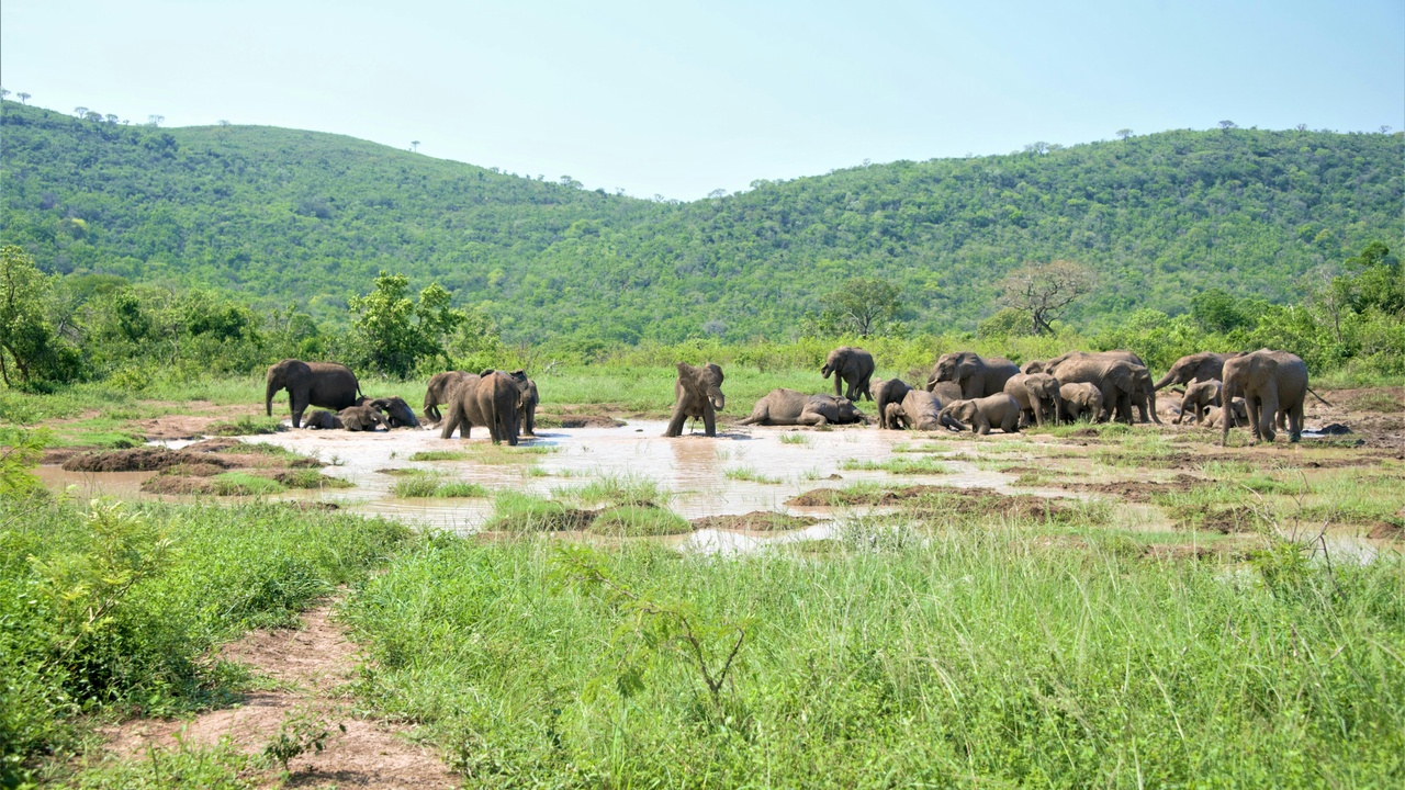 Bison on a restored prairie representing ecosystem services provided by large herbivores