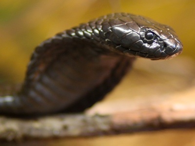 Egyptian cobra
