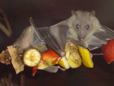 Egyptian fruit bat