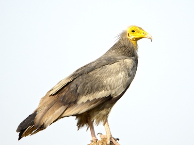 Egyptian vulture