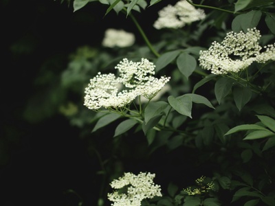 Elderflower
