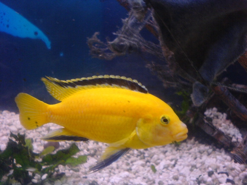 List of Malawi's Native Animals - Flora Fauna Fun