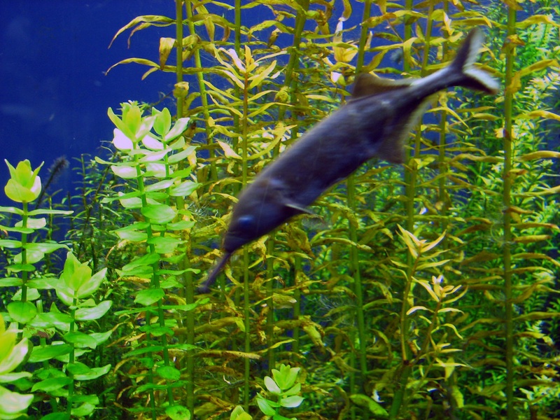 Fish Of The Democratic Republic Of The Congo - Flora Fauna Fun
