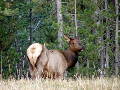 Elk (Wapiti)