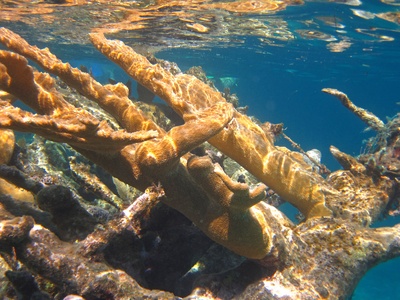 Elkhorn coral