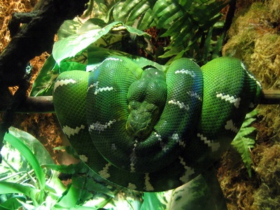 Emerald tree boa