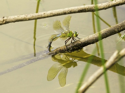 Emperor dragonfly