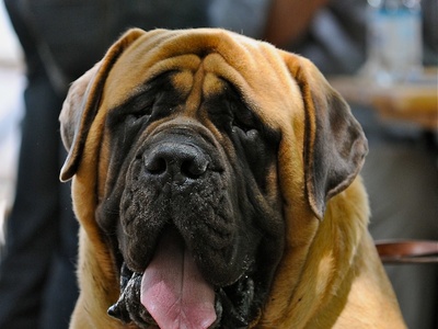 English Mastiff