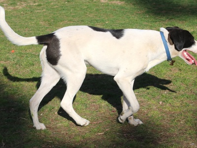 English Pointer