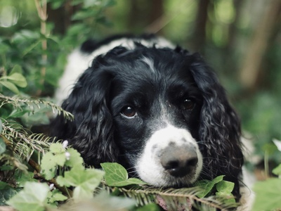 English Springer Spaniel