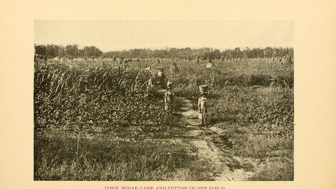 Diverse agroecology field with multiple crops and hedgerow