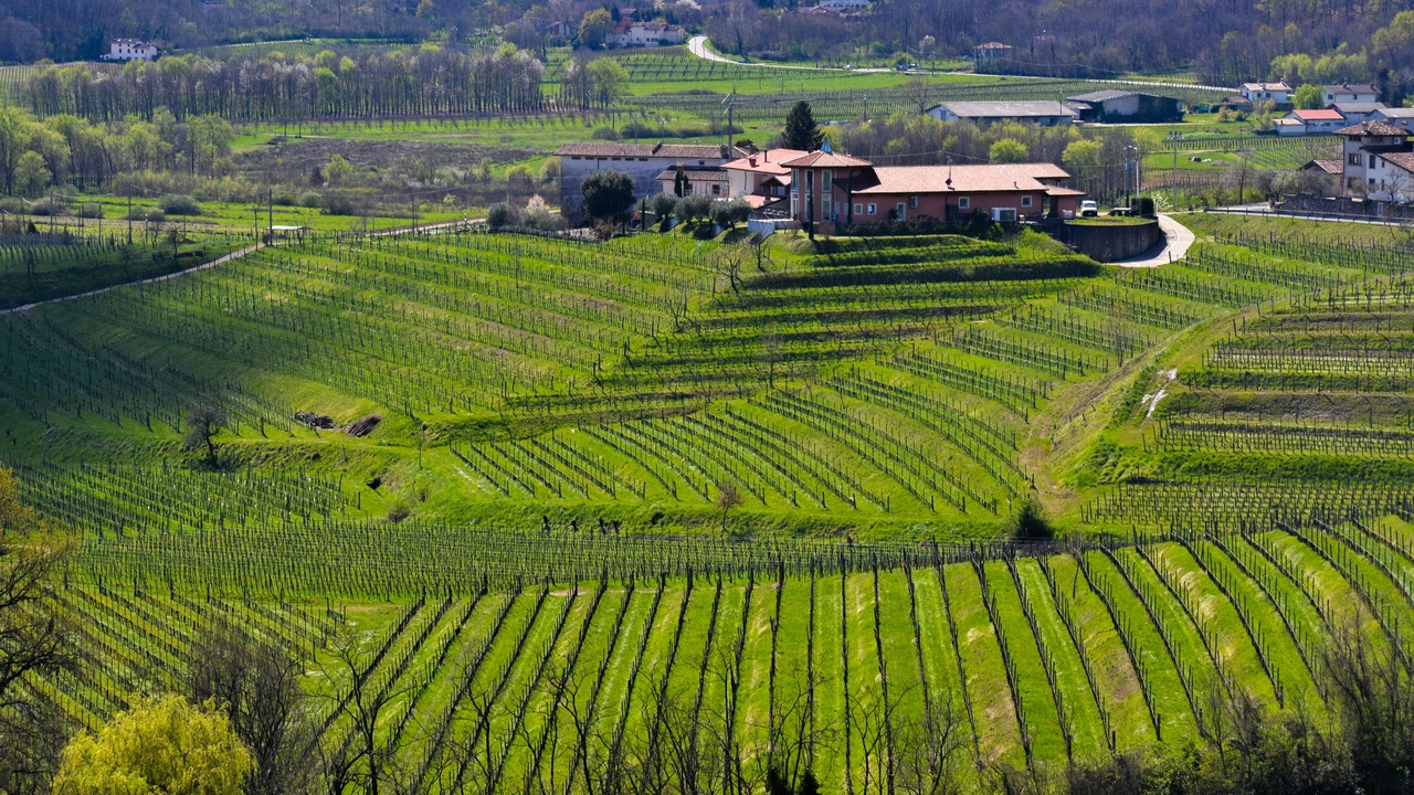 Expansive organic farm landscape showing healthy soil and pollinators
