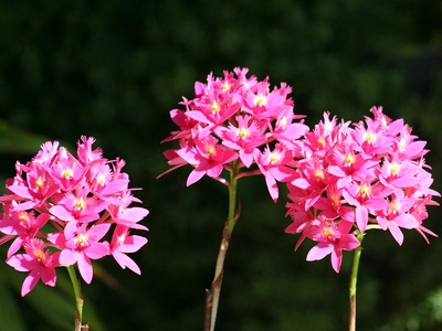 Epidendrum orchids