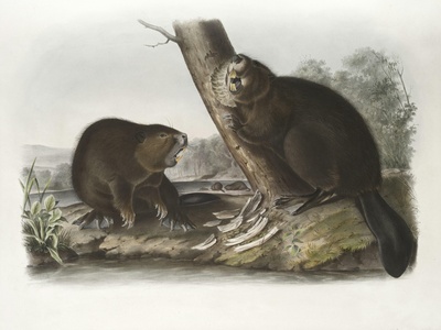 Eurasian beaver (historical note)