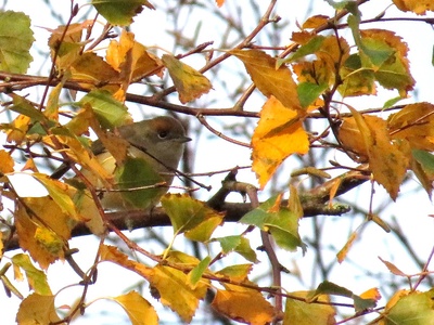 Eurasian blackcap