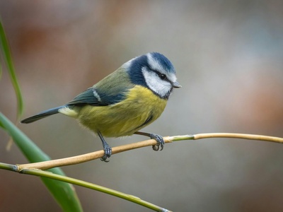 Eurasian blue tit