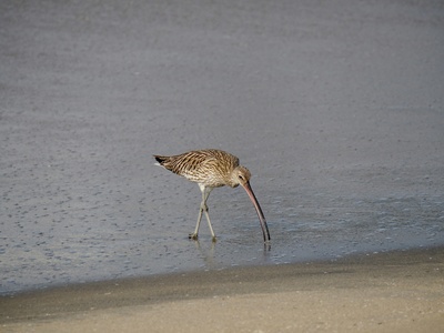 Eurasian curlew