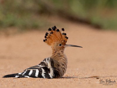 Eurasian hoopoe