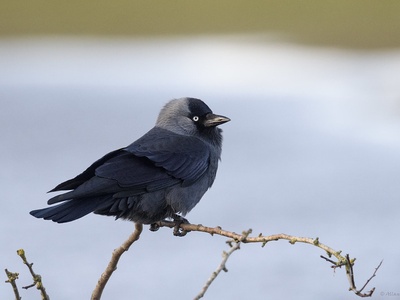 Eurasian Jackdaw