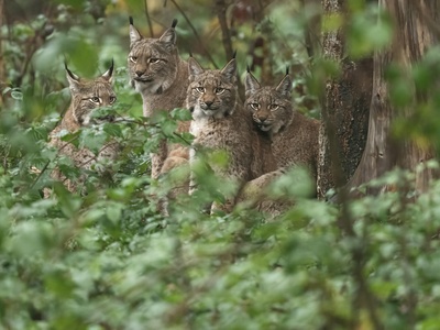 Eurasian lynx