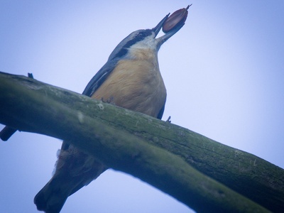 Eurasian Nuthatch