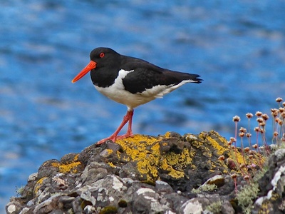 Eurasian oystercatcher