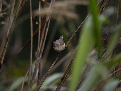 Eurasian pygmy shrew