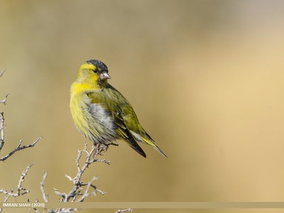 Eurasian Siskin
