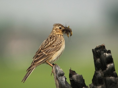 Eurasian skylark