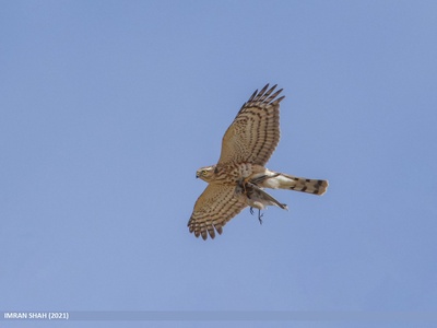 Eurasian sparrowhawk