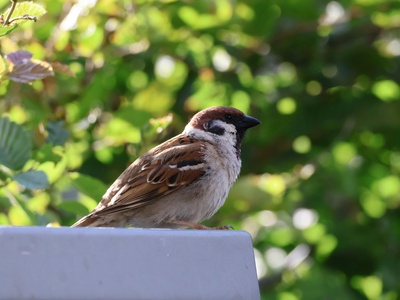 Eurasian Tree Sparrow