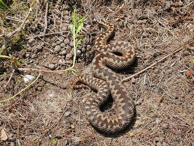 European adder