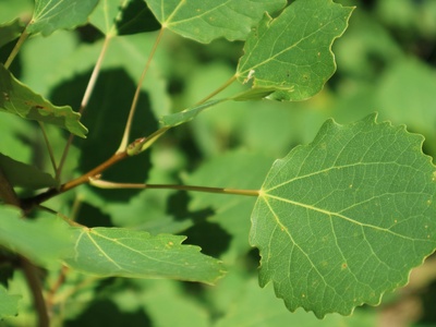 European aspen