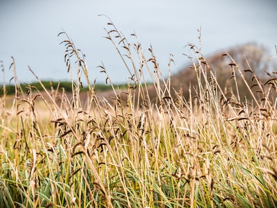 European beachgrass