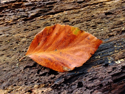 European beech