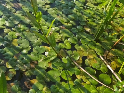 European frogbit