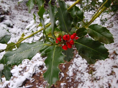 European holly