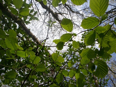 European hornbeam
