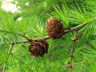 European larch