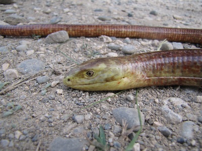 European legless lizard (sheltopusik)