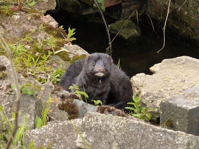European mink