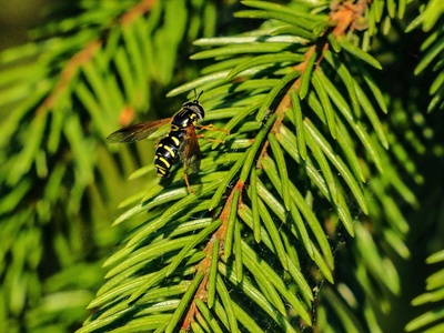 European pine sawfly