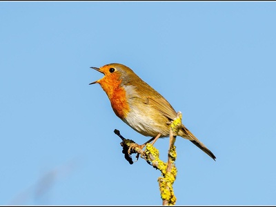 European Robin