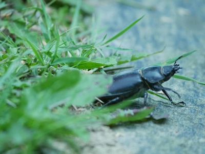 European stag beetle
