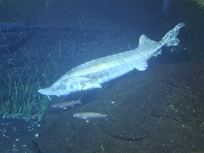European sturgeon